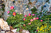 Monte Baldo (Trentino) - Peonia Selvatica
